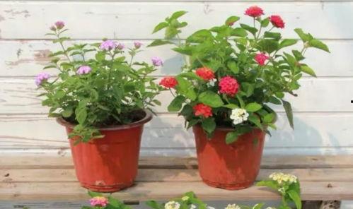 老斗最新爆料新闻视频,最新爆料新闻视频深度解析  第3张